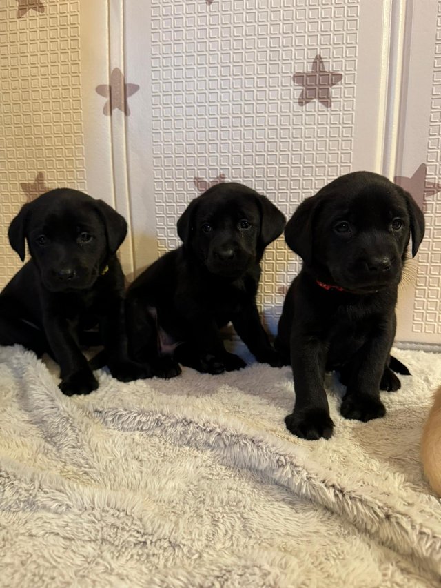 Preview of the first image of !!READY NOW!! KC Labrador pups.