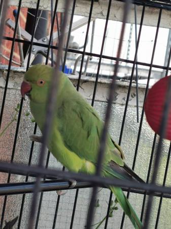 Image 5 of Indian Ringneck beautiful female parrot ! available for Sale