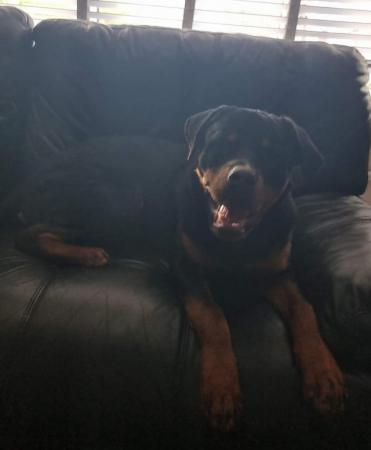 Image 2 of 11 months old male rottweiler puppy