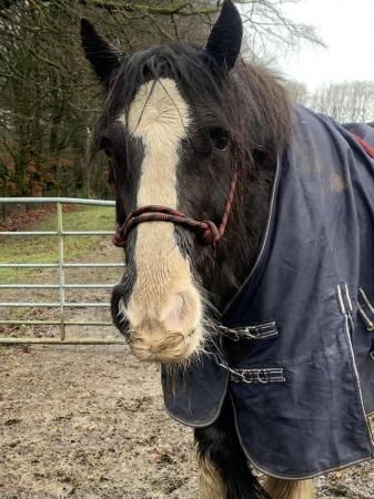 Image 1 of Milly 14hh 15 yr old cob mare