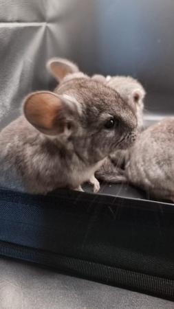 Image 5 of Beautiful Chinchillas for sale