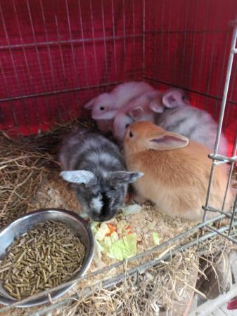 Image 18 of Mini lops 8wks old 5  £30 or two for £50