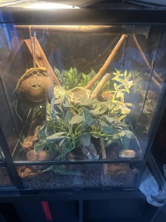 Image 3 of Crested gecko and Vivarium for sale