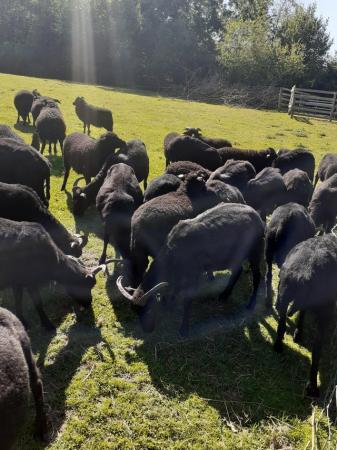 Image 1 of Hebridean pedigree ewe sheep