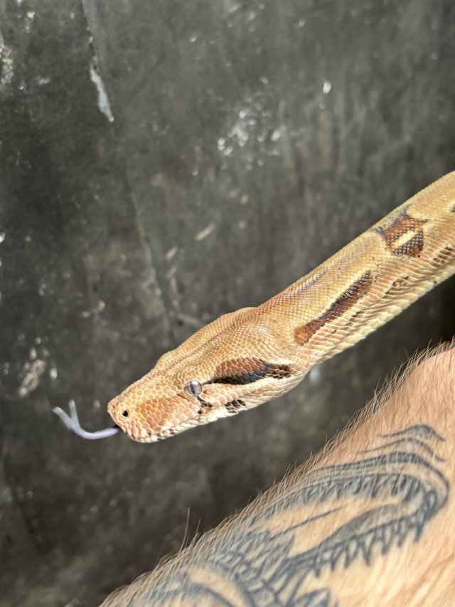 Preview of the first image of 5ft Suriname TRUE red tail boa Constrictor (BCC).