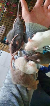 Image 2 of Tame Young/baby rats for sale (guaranteed tame)