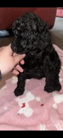 Image 9 of gorgeous show quality standard poodle puppies