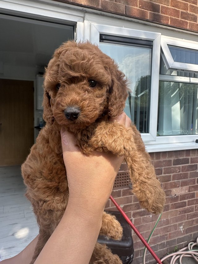 Fox red poodle best sale