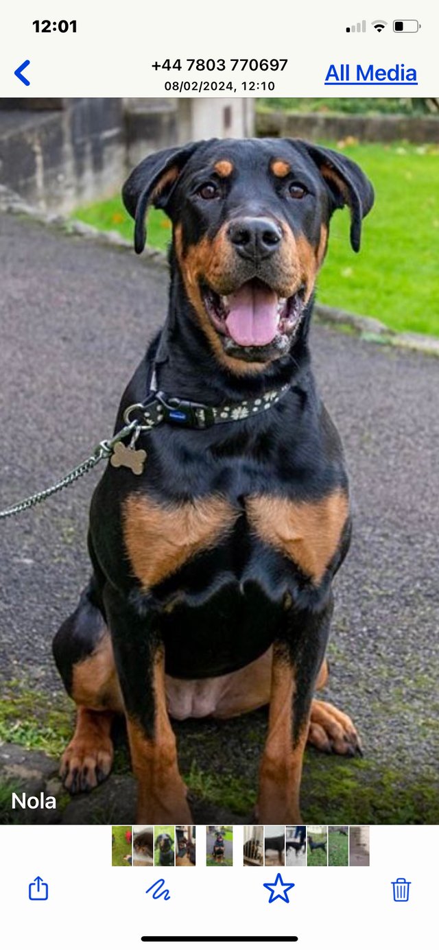 Staffy cross store rottweiler for sale