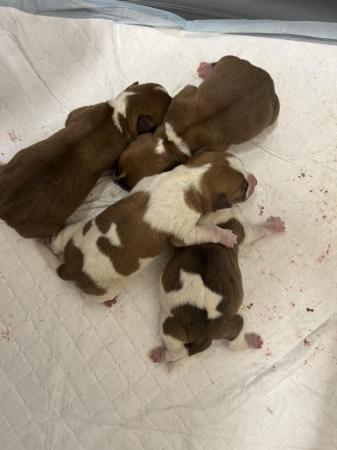 Image 2 of Jack russel mixed litter