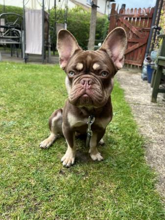 Image 2 of 8 month old French bulldog