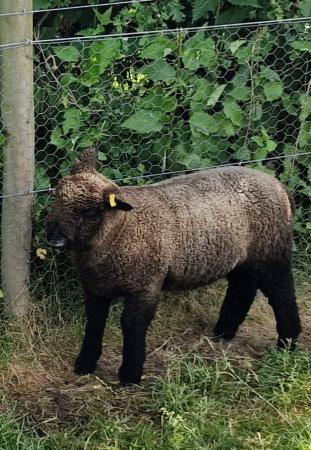 Image 3 of Ryeland coloured lambs for sale