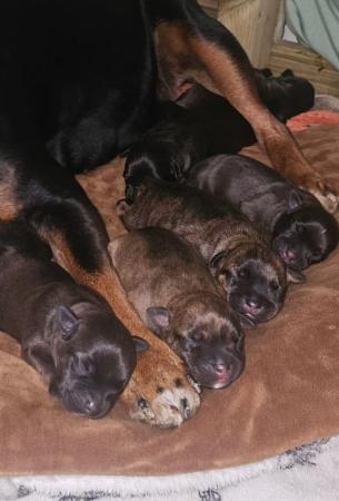 Image 11 of Staffordshire bull terrier puppies 5 girls 2 boys