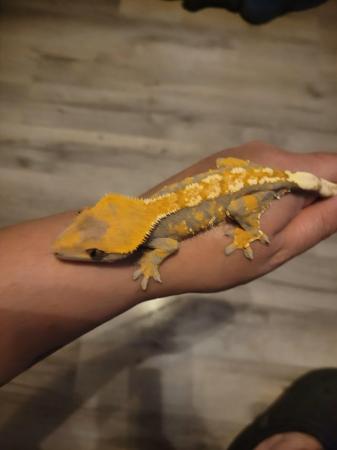 Image 3 of Female crested geckos available