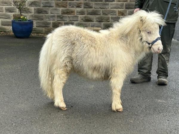 Image 2 of Hermits Snow White pedigree registered cremello filly