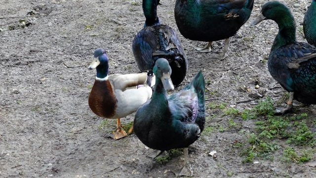 Image 1 of Cayuga Ducks (females ) wanted  East Yorks