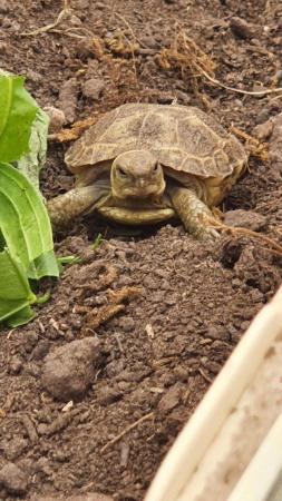 Image 4 of Tortoise hatchlings available