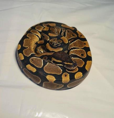 Image 4 of YellowBelly Ball Python - Male CB23