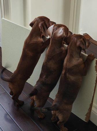 Image 5 of Adorable Miniature smooth Dachshund puppies ready now.