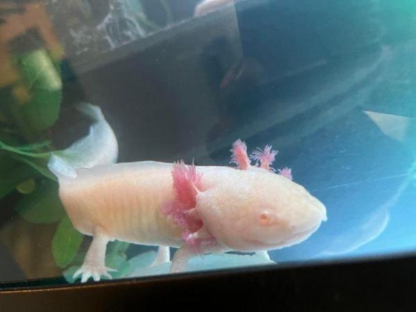 Image 1 of 2 year old Male axolotls available- various colours.