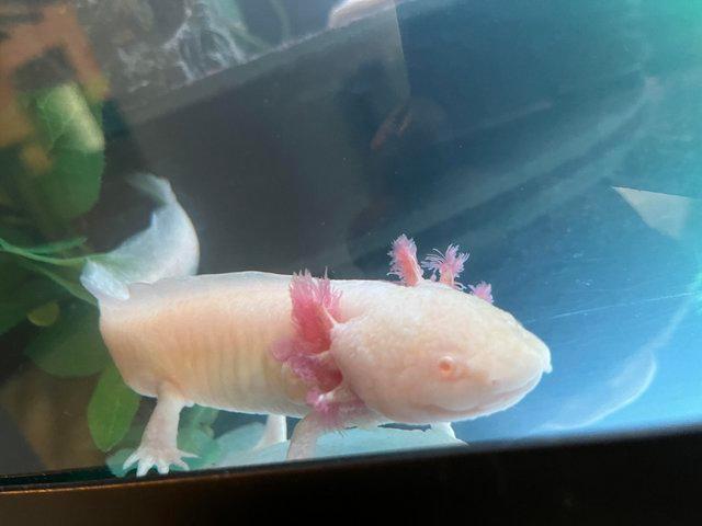 Preview of the first image of 2 year old Male axolotls available- various colours..