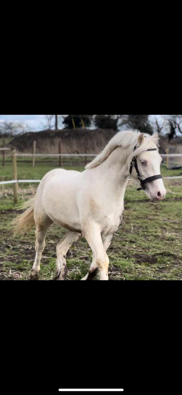 Preview of the first image of Eye catching cremello welsh C colt.