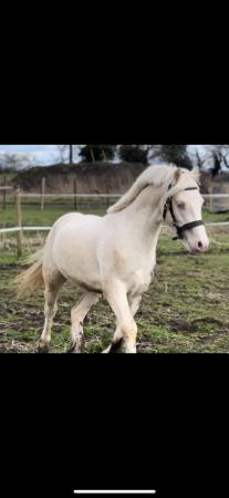 Image 1 of Eye catching cremello welsh C colt