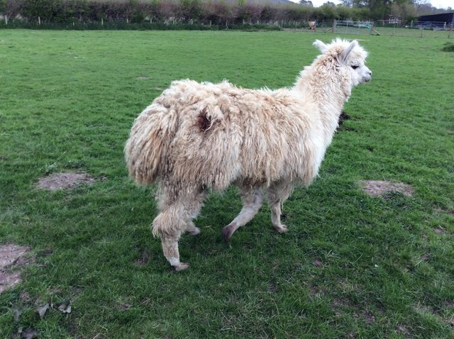 Preview of the first image of Male Breeding Alpaca BAS registered Crimbo.