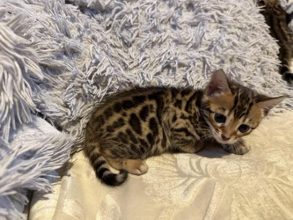 Image 25 of Tica bengal kittens for sale!