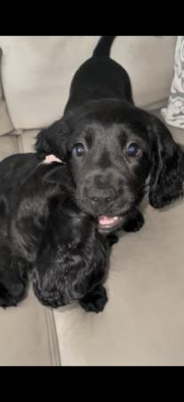 Image 4 of REDUCED only two Sprocker Spaniel Pups left! Ready now!