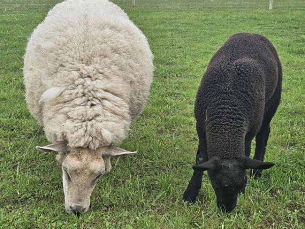 Image 1 of Commercial type Ewe with twin wethers at foot