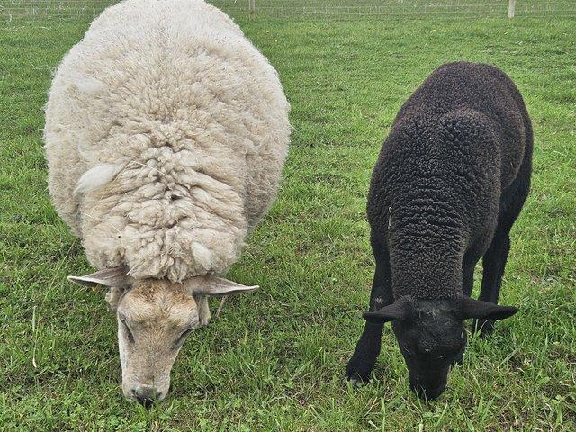 Preview of the first image of Commercial type Ewe with twin wethers at foot.