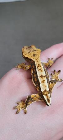 Image 6 of Beautiful tailless Crested gecko