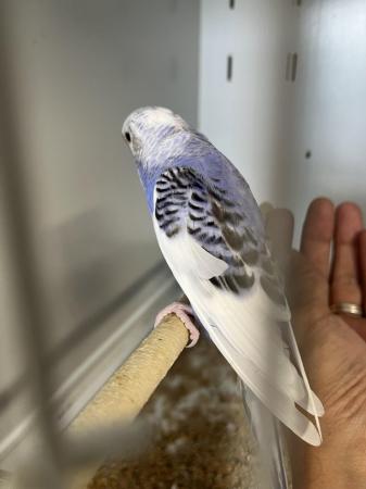 Image 5 of Aviary bred parent reared baby budgies.