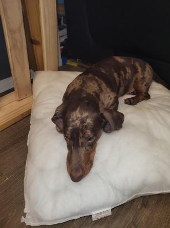 Image 10 of 2 lovely dapper dashhound puppy'sNEW PICS ON