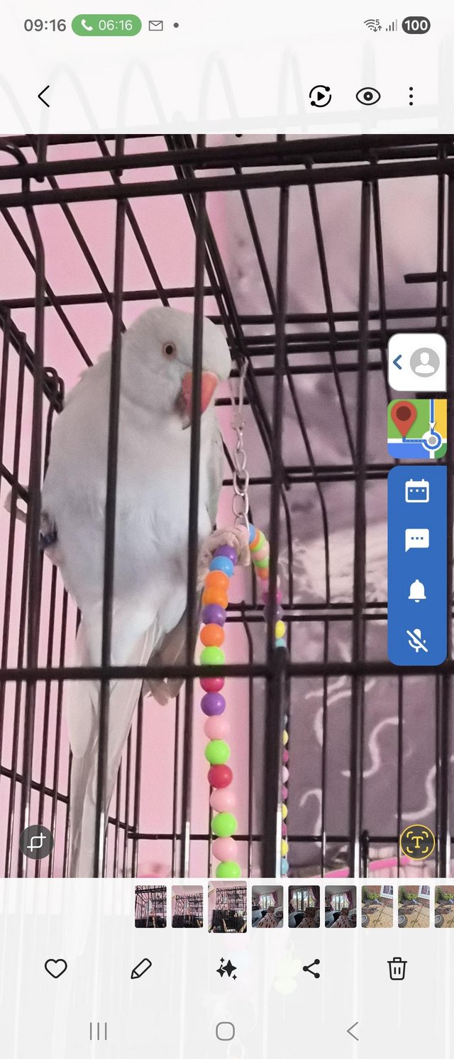 6 month old Indian ring net parrot — photo 4 of 4