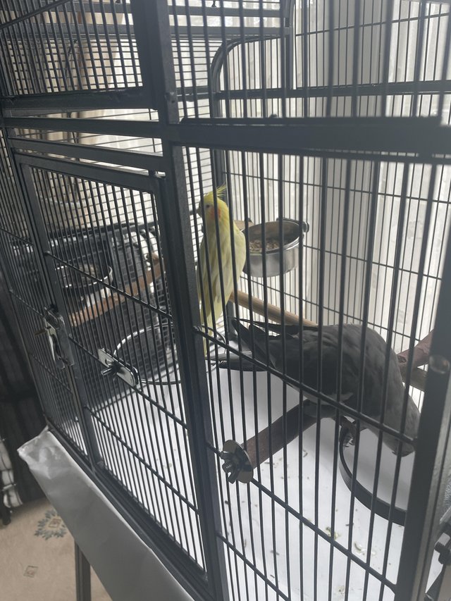 Preview of the first image of Hand reared cockatiels for sale with cage and food.