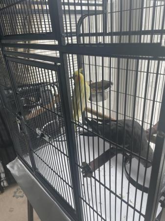 Image 1 of Hand reared cockatiels for sale with cage and food
