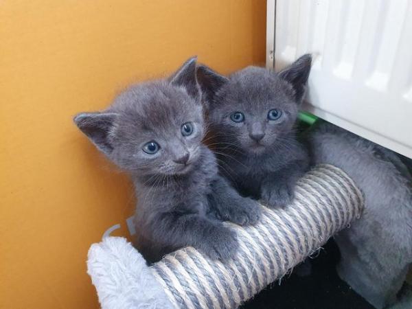Image 3 of RUSSIAN BLUE KITTENS FOR SALE - last female left