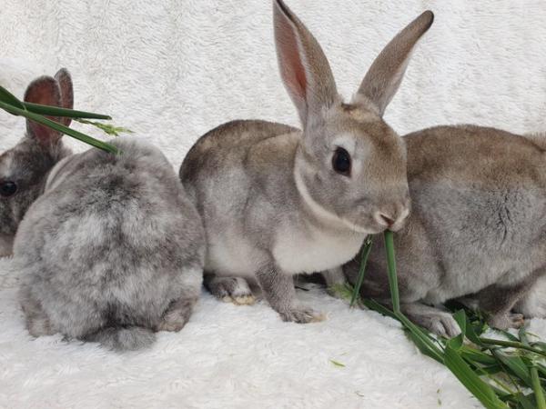 Image 5 of Pure breed mini rex rabbits