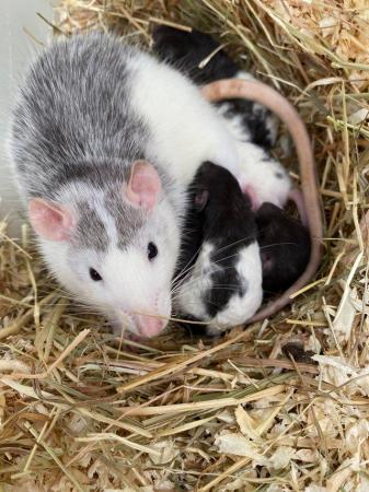 Image 5 of Baby Double Rex, Rex and Dumbo Rats