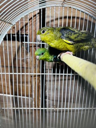 Image 4 of Bonded pair green lineolated parrot