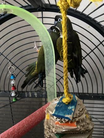 Image 5 of Bonded pair of Patagonian conures available