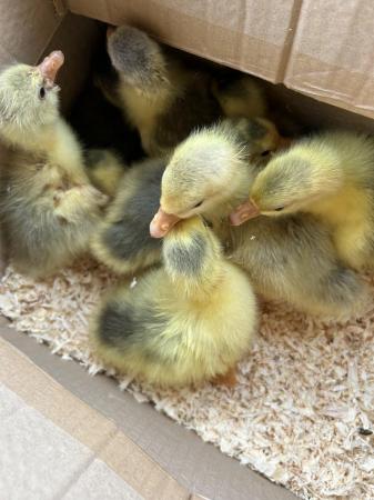 Image 2 of Day old goslings from different breeds