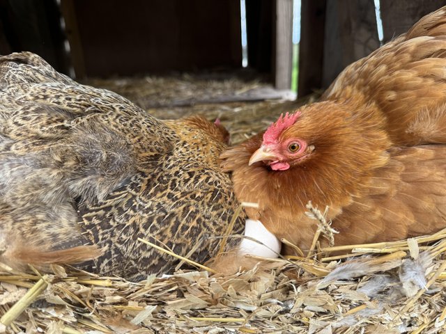 Preview of the first image of 2 Pekin hens and 1 cockerel 1yr old.