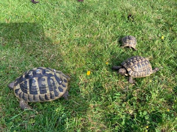Image 2 of 3 x Hermann’s tortoise for sale