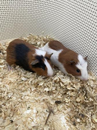 Image 2 of Young pair of male Guinea pigs