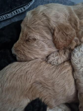 Image 4 of Standard multigen goldendoodles puppies ready on 24th June