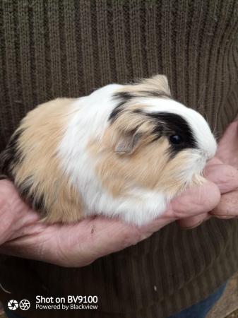 Image 5 of Sheltie guinea pig available