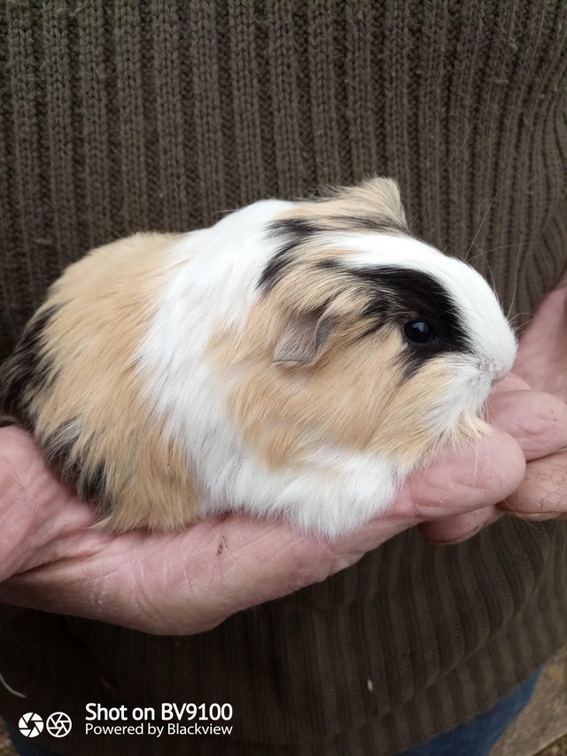 Preview of the first image of Sheltie guinea pig available.